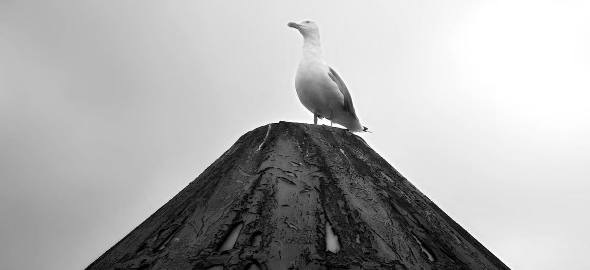 A lone seagull perched atop a textured pole in black and white.