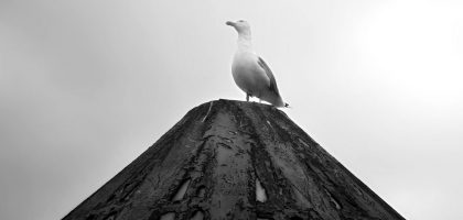 A lone seagull perched atop a textured pole in black and white.