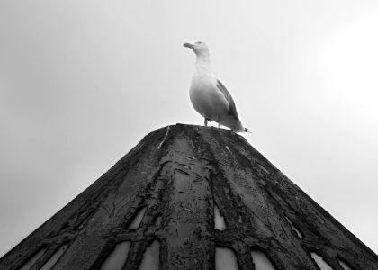 A lone seagull perched atop a textured pole in black and white.